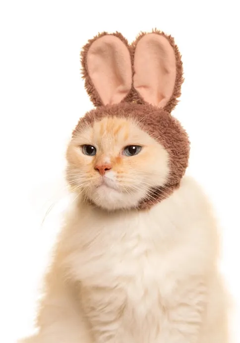 Kitan Club Cat Cap Blind Box - Rabbit