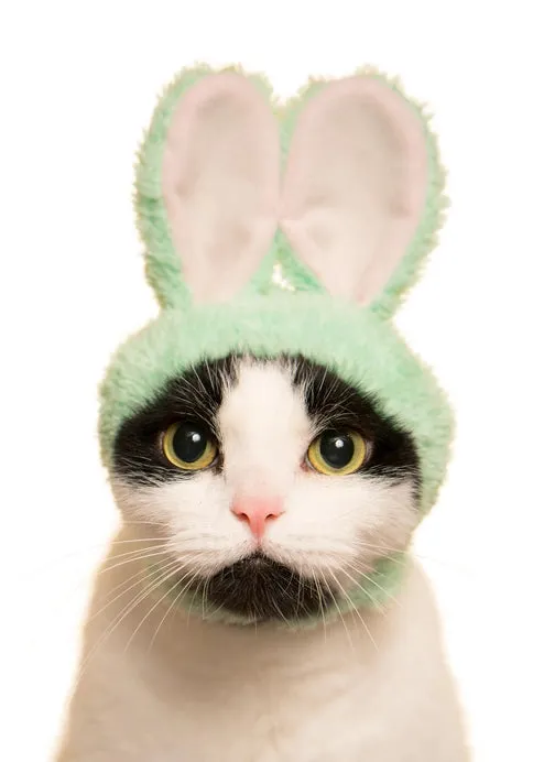 Kitan Club Cat Cap Blind Box - Rabbit