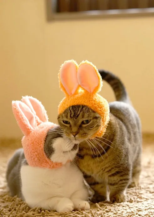 Kitan Club Cat Cap Blind Box - Rabbit